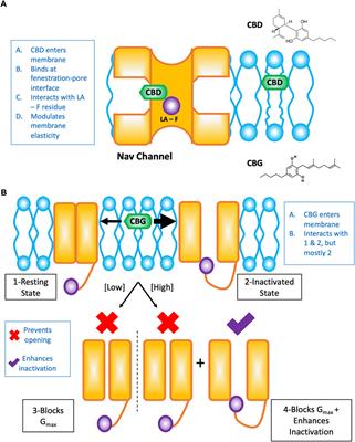 Non-psychotropic phytocannabinoid interactions with voltage-gated sodium channels: An update on cannabidiol and cannabigerol